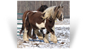 Sweet Cocoa Mare